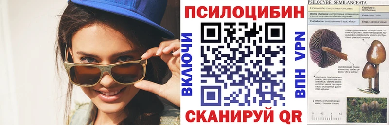 Псилоцибиновые грибы Psilocybe Балей